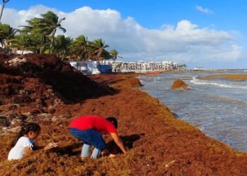 Tulum pierde brillo: así luce por la acumulación de sargazo. Empresarios lanzan llamado urgente