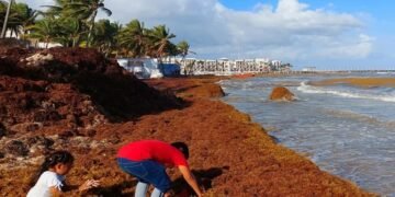 Tulum pierde brillo: así luce por la acumulación de sargazo. Empresarios lanzan llamado urgente