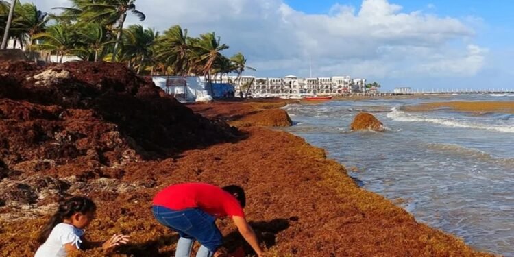 Tulum pierde brillo: así luce por la acumulación de sargazo. Empresarios lanzan llamado urgente