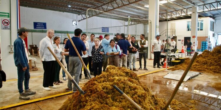 Semarnat explora soluciones para convertir el sargazo en negocio verde