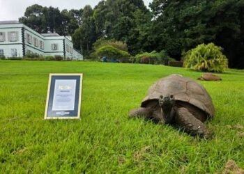 Jonathan, la tortuga que desafía al tiempo: cumple 194 años y entra a la historia