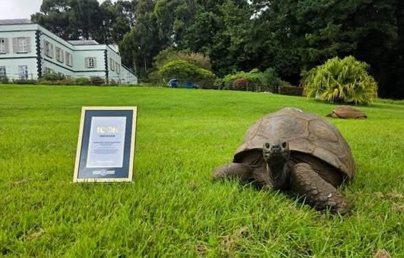 Jonathan, la tortuga que desafía al tiempo: cumple 194 años y entra a la historia