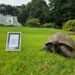 Jonathan, la tortuga que desafía al tiempo: cumple 194 años y entra a la historia