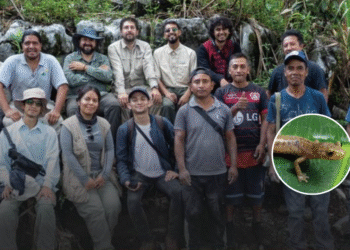 Tres nuevas salamandras aparecen en Oaxaca; esto es lo que las hace especiales