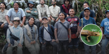 Tres nuevas salamandras aparecen en Oaxaca; esto es lo que las hace especiales