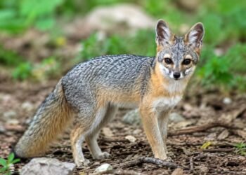 El pequeño sobreviviente de Cozumel: revelan fotos del zorro más enigmático de México
