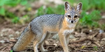 El pequeño sobreviviente de Cozumel: revelan fotos del zorro más enigmático de México