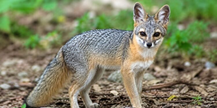 El pequeño sobreviviente de Cozumel: revelan fotos del zorro más enigmático de México