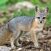 El pequeño sobreviviente de Cozumel: revelan fotos del zorro más enigmático de México