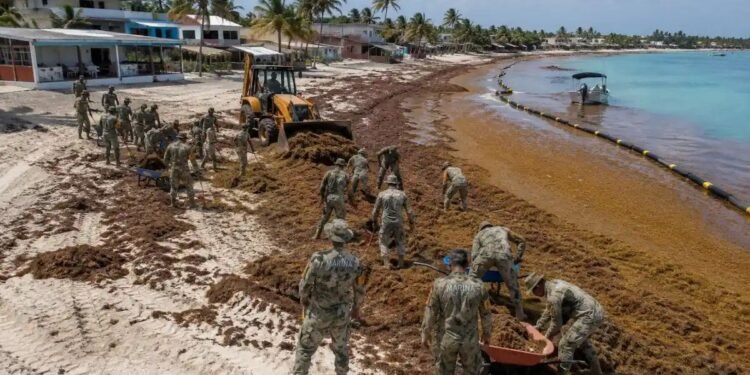 Alistan estrategia ante el pico de sargazo en el Caribe; estiman superar las 92 mil toneladas