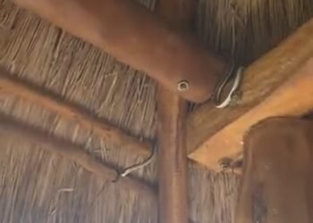 ¿Era parte del recorrido? Una serpiente sorprende a turistas en el Parque Ecológico de Bacalar