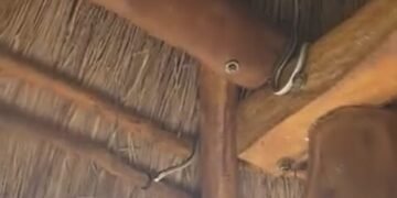 ¿Era parte del recorrido? Una serpiente sorprende a turistas en el Parque Ecológico de Bacalar