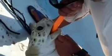 ¿Cómo salvó a una tortuga que no respiraba? El rescate de un pescador de Isla Mujeres se viraliza