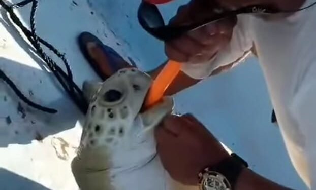 ¿Cómo salvó a una tortuga que no respiraba? El rescate de un pescador de Isla Mujeres se viraliza