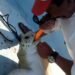 ¿Cómo salvó a una tortuga que no respiraba? El rescate de un pescador de Isla Mujeres se viraliza