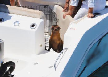 Rescatan, rehabilitan y liberan a una lobita marina de apenas cinco meses