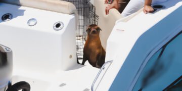 Rescatan, rehabilitan y liberan a una lobita marina de apenas cinco meses