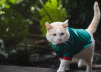 Coco también alienta al Tri; uno de los michis de Palacio Nacional apareció con la camiseta de México antes del duelo ante Inglaterra