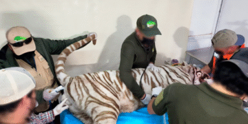 ¡Confirmado! Muere tigre de Bengala en Edomex; Profepa clausura establecimiento privado del que escapó