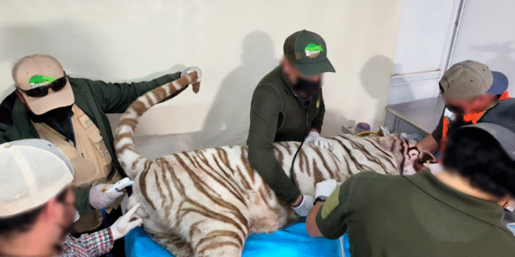 ¡Confirmado! Muere tigre de Bengala en Edomex; Profepa clausura establecimiento privado del que escapó