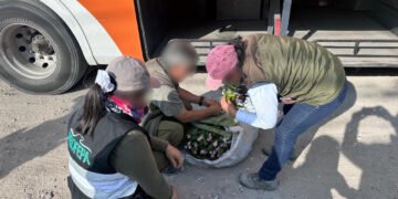 ¿Por qué proteger a estas especies? Operativo en Puebla evita el traslado ilegal de 65 ejemplares