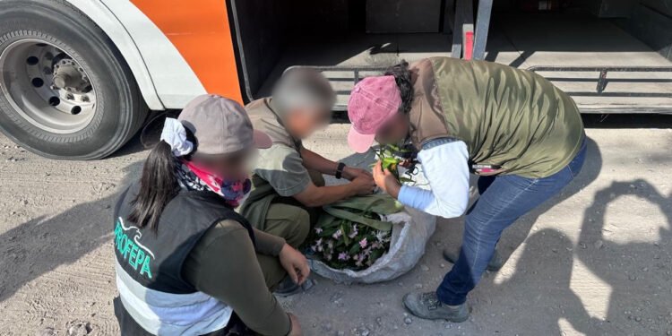 ¿Por qué proteger a estas especies? Operativo en Puebla evita el traslado ilegal de 65 ejemplares