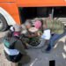 ¿Por qué proteger a estas especies? Operativo en Puebla evita el traslado ilegal de 65 ejemplares