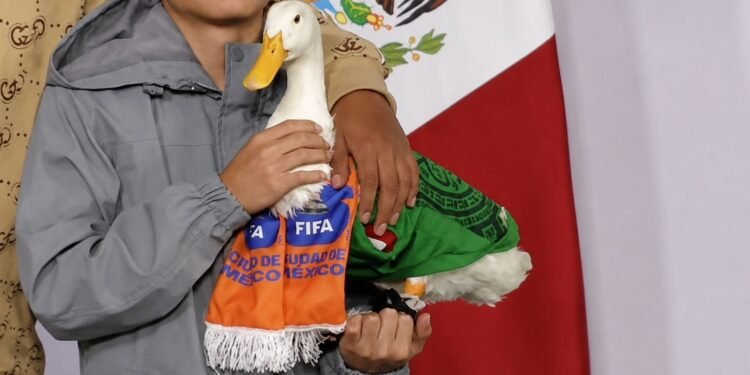 ¡El Pato Merlín estrena casa! Así consiguió un hogar para su familia