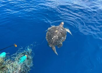 La trampa invisible del mar: rescatan tres tortugas atrapadas en una “red fantasma”