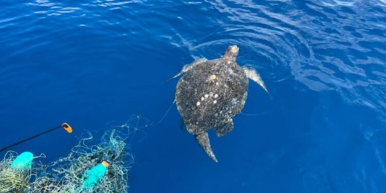 La trampa invisible del mar: rescatan tres tortugas atrapadas en una “red fantasma”
