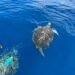 La trampa invisible del mar: rescatan tres tortugas atrapadas en una “red fantasma”