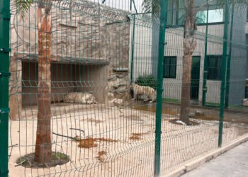 Rescatan 20 animales silvestres en Durango; aseguran dos tigres en condiciones de riesgo