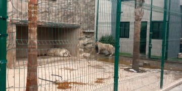 Rescatan 20 animales silvestres en Durango; aseguran dos tigres en condiciones de riesgo