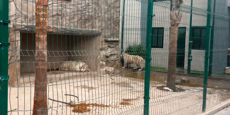 Rescatan 20 animales silvestres en Durango; aseguran dos tigres en condiciones de riesgo