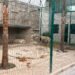 Rescatan 20 animales silvestres en Durango; aseguran dos tigres en condiciones de riesgo