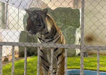 ¡Parecía un zoológico… pero era una casa! Hallan leones, un jaguar y un tigre en un cateo