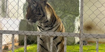 ¡Parecía un zoológico… pero era una casa! Hallan leones, un jaguar y un tigre en un cateo