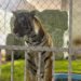 ¡Parecía un zoológico… pero era una casa! Hallan leones, un jaguar y un tigre en un cateo