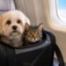 Antes de volar con tu michi o lomito, conoce las nuevas recomendaciones de la IATA