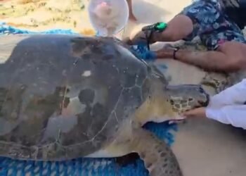 ¿Qué les está pasando? Ahora rescatan a una tortuga marina varada en Cozumel