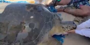 ¿Qué les está pasando? Ahora rescatan a una tortuga marina varada en Cozumel