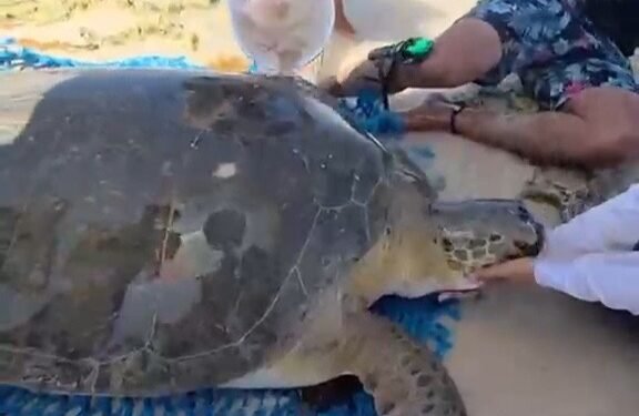¿Qué les está pasando? Ahora rescatan a una tortuga marina varada en Cozumel