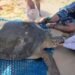 ¿Qué les está pasando? Ahora rescatan a una tortuga marina varada en Cozumel