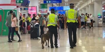 ¿Qué detectó el perro? Así cayó otro cargamento de droga en el aeropuerto de Cancún