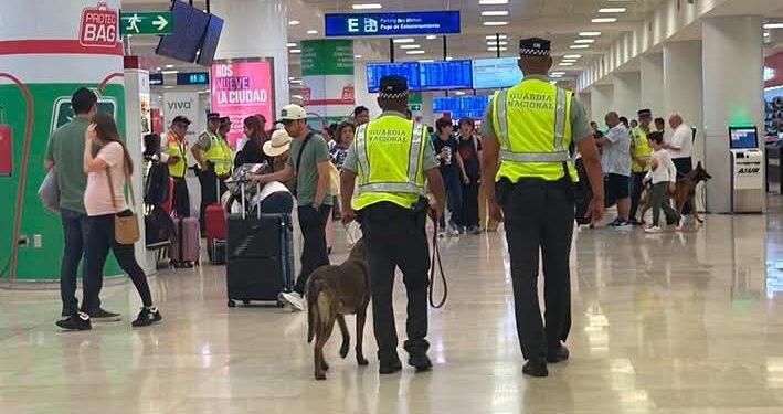 ¿Qué detectó el perro? Así cayó otro cargamento de droga en el aeropuerto de Cancún