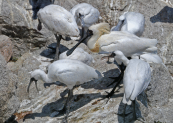 Cuando la naturaleza sorprende: nacen más de 90 polluelos de una especie casi desaparecida