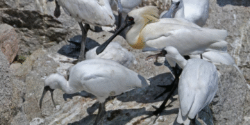 Cuando la naturaleza sorprende: nacen más de 90 polluelos de una especie casi desaparecida