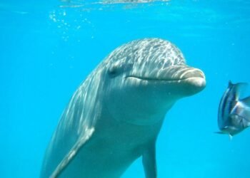 Parques acuáticos The Dolphin Company se declaran en bancarrota. ¿Qué pasará con delfines y manatíes?