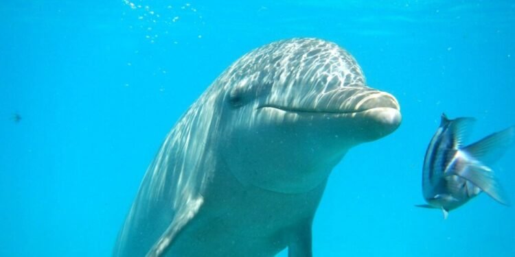 Parques acuáticos The Dolphin Company se declaran en bancarrota. ¿Qué pasará con delfines y manatíes?