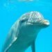 Parques acuáticos The Dolphin Company se declaran en bancarrota. ¿Qué pasará con delfines y manatíes?